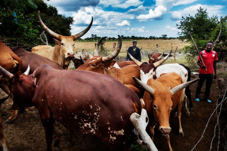 Livestock Development